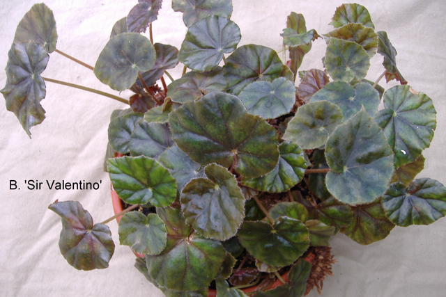 B. ‘Sir Valentino’
